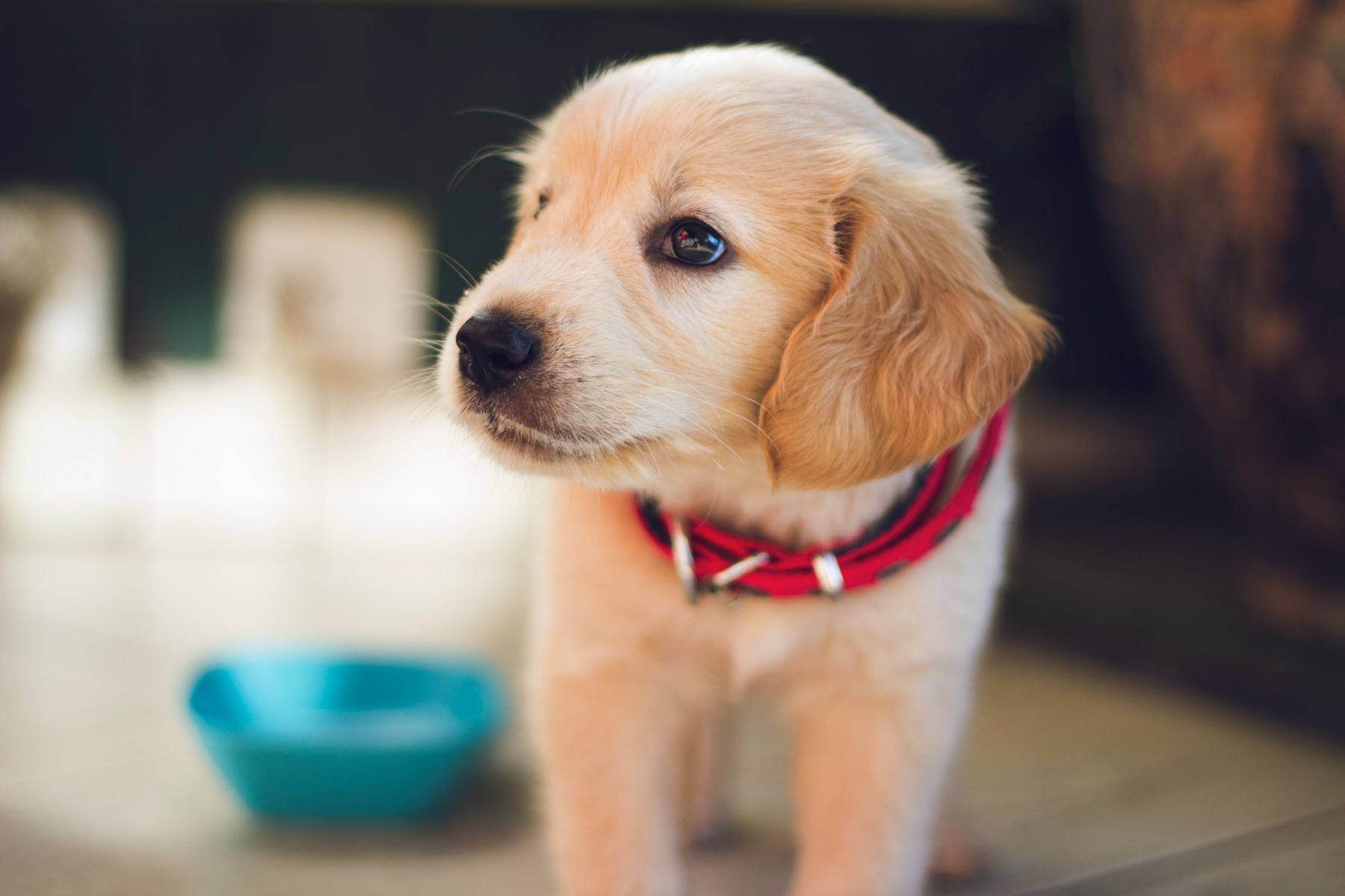 Ensuring Your Pet's Safety WagYard
