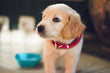 Ensuring Your Pet's Safety