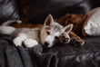 Keeping Your Active Pet Stimulated: Tips and Tricks