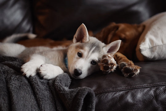 Keeping Your Active Pet Stimulated: Tips and Tricks WagYard