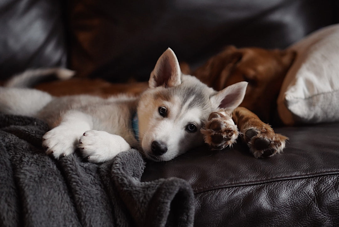 Keeping Your Active Pet Stimulated: Tips and Tricks