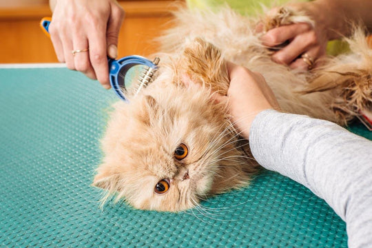 Your Guide to a Happy, Healthy Pet WagYard