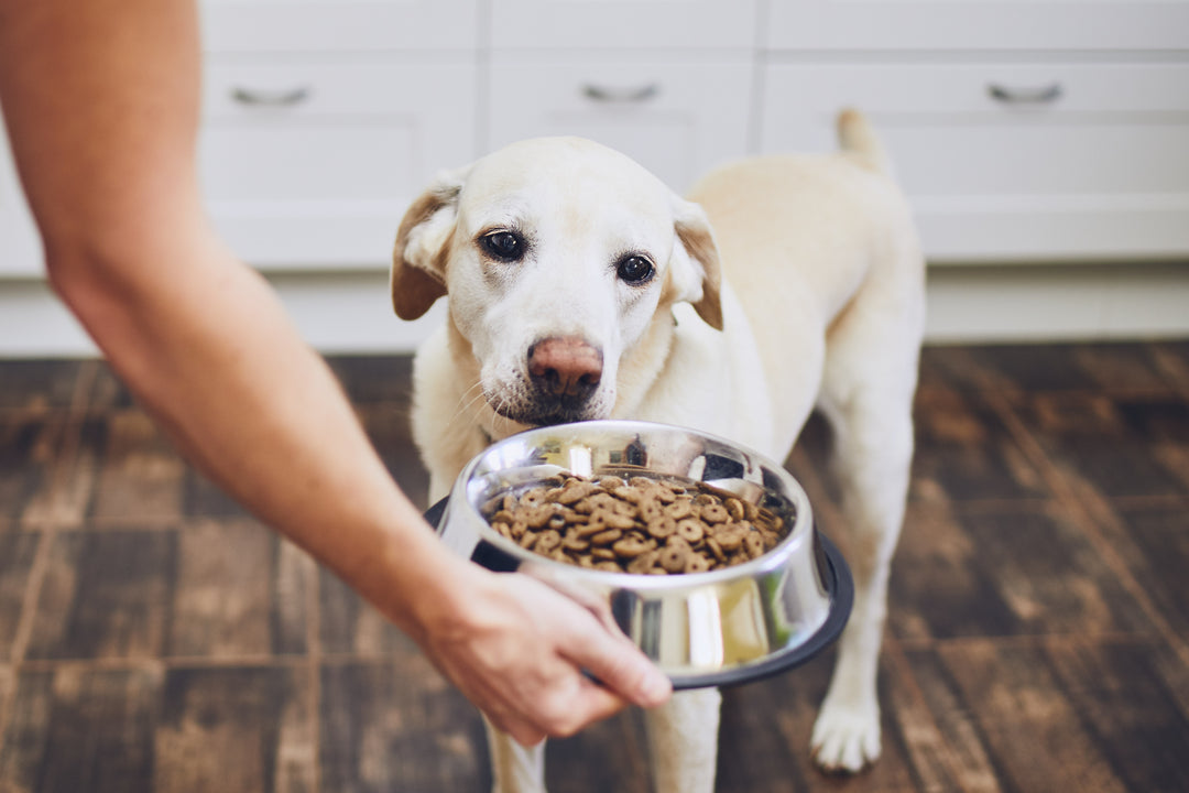 A Guide to Pet Feeding